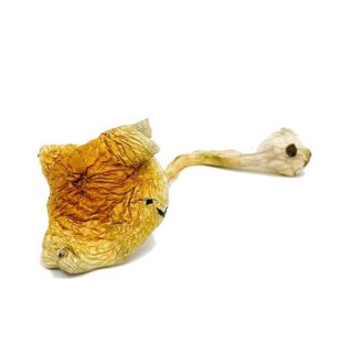 Buy B plus Magic Mushroom|