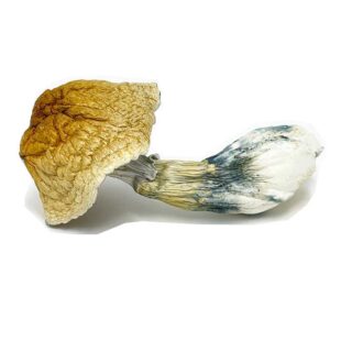 Buy Reishi Magic Mushroom||Yeti Magic Mushroom|