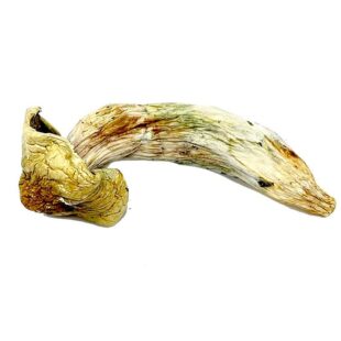 Buy Brazil Magic Mushroom||