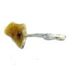 Buy Psilocybin Semilanceata Magic Mushroom|