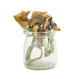 Buy Aztec Gods Magic Mushrooms