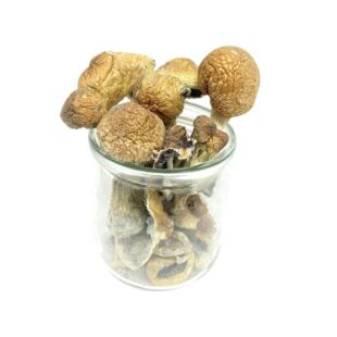 Buy Amanita Muscaria Magic Mushroom||