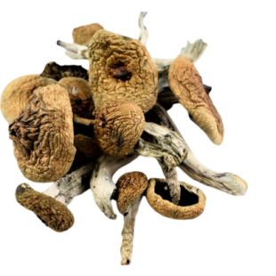 Buy A+ Magic Mushrooms|