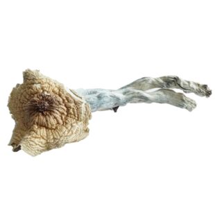 Buy Brazilian Mushrooms|Brazilian Mushrooms