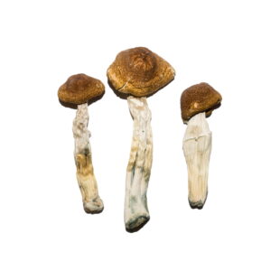 Buy Brazilian Magic Mushrooms||Brazil Magic Mushroom