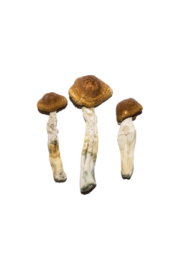 Buy Brazilian Magic Mushrooms||Brazil Magic Mushroom