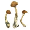 Buy Chitwan Magic Mushroom