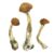 Buy Chitwan Magic Mushroom