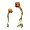 Buy Golden Emperor Magic Mushrooms||