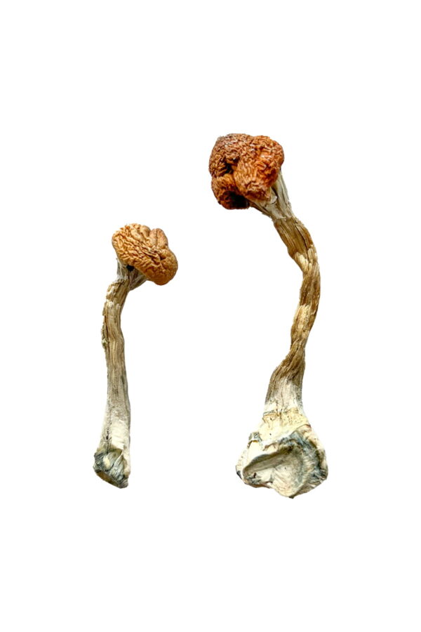 Buy Golden Emperor Magic Mushrooms||