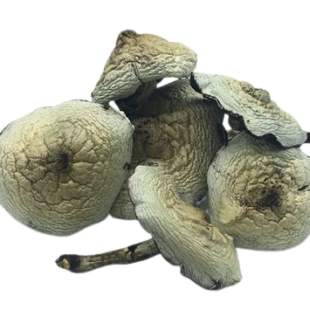 Buy Gulf Coast Magic Mushroom