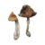 Buy Hawaiian Magic Mushrooms|