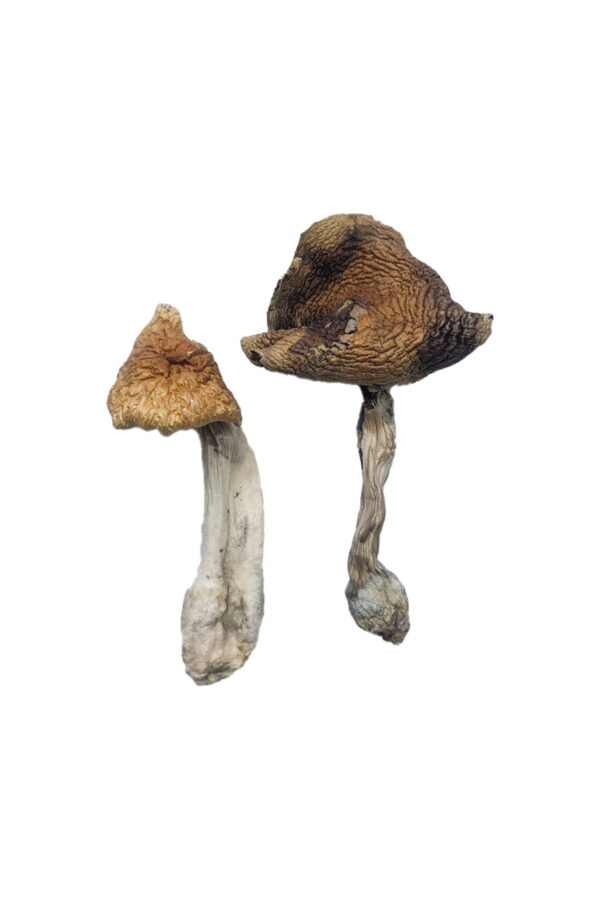 Buy Hawaiian Magic Mushrooms|