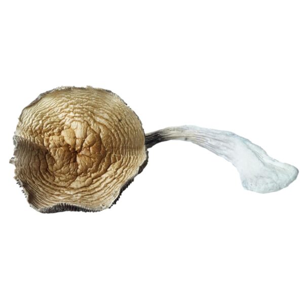 Buy Koh Samui Mushrooms online |Koh Samui Mushrooms