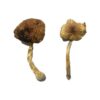 Buy Lizard King Magic Mushroom