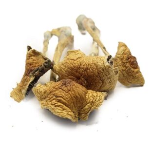 Buy African Transkei Magic Mushrooms|Mexican-Magic-Mushroom-2.jpg