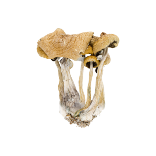 Buy Psilocybe Baecoystis Magic Mushroom