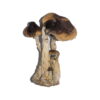 Buy South American Magic Mushrooms||