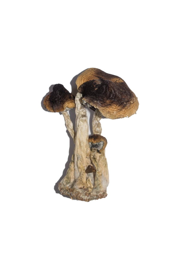 Buy South American Magic Mushrooms||